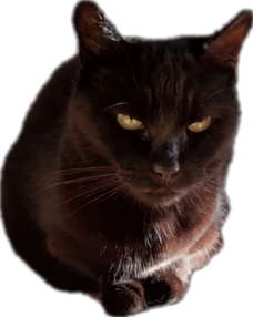 Kitty (r.i.p)