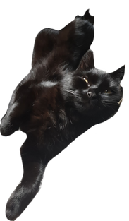 calypso
